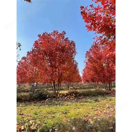 丛生红冠美国红枫 株高5 6 7 8米 秋色叶 风景树 庭院树 行道树 防护树 扦插
