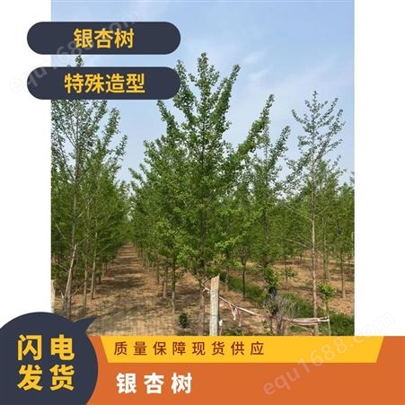 7 10公分银杏树新苗 落叶性 行道树 园林造景 绿化 9年 特殊造型 胸径8cm